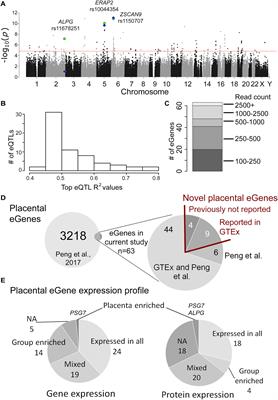 The Effect of Genetic Variation on the Placental Transcriptome in Humans